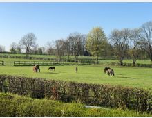 Weide mit mehreren Pferden, die auf einer großen, eingezäunten Grasfläche grasen. Im Hintergrund stehen vereinzelte Bäume vor einem klaren, blauen Himmel.