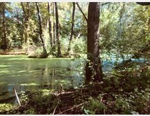 Waldszene mit einem von Bäumen umgebenen Teich, dessen Wasseroberfläche teilweise von grünem Pflanzenbewuchs bedeckt ist. Sonnenlicht fällt durch das Blätterdach auf den Boden und das Wasser.
