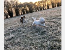 Zwei Hunde laufen auf einer gefrorenen Wiese, während die Sonne hinter einer Reihe von kahlen Bäumen am Horizont untergeht.