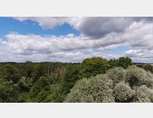 Blick auf einen dichten Wald mit unterschiedlichen Baumarten unter einem teilweise bewölkten Himmel, der weite Landschaft und horizontale Baumgrenzen zeigt. Im Hintergrund sind leicht hügelige Felder und einzelne Strukturen sichtbar.