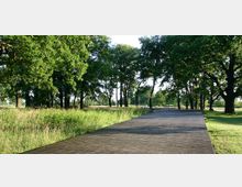 Ein Park mit einer Holzpromenade, die zwischen hohen, dicht belaubten Bäumen verläuft. Links und rechts der Promenade befinden sich Grasflächen und wild wachsende Wiesen.