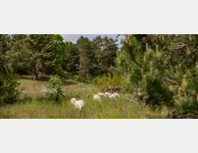 Eine weite Wiese mit grasenden Schafen, umgeben von dichten Nadel- und Laubbäumen. Im Vordergrund sind Zweige eines Kiefernbaums sichtbar, die teilweise den Blick auf die Tiere verdecken.