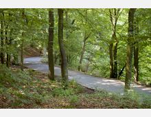 Waldlandschaft mit einem gewundenen, asphaltierten Weg, umgeben von Bäumen mit dichtem, grünem Laub. Der Boden ist mit Laub bedeckt, und Licht fällt zwischen den Bäumen hindurch.