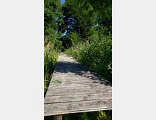 Ein schmaler Holzsteg führt durch dichtes, von hohen Gräsern und Büschen umgebenes Grün. Im Hintergrund sind Bäume zu sehen, und der Steg ist teilweise von Schatten bedeckt.