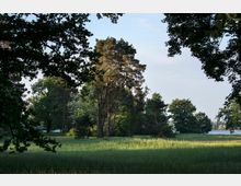 Offene Wiese mit hohem Gras, umgeben von großen Bäumen und vereinzelten Kiefern, im Hintergrund ein See und weitere Vegetation. Die Szene ist von natürlichem Licht durchflutet, während Bäume im Vordergrund die Sicht teilweise einrahmen.