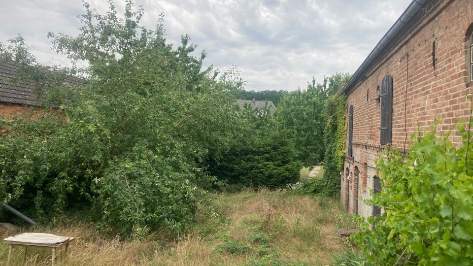 Hinterhof mit verwilderter Vegetation, darunter hohen Gräsern und Bäumen, daneben ein Backsteingebäude mit kleinen Fenstern und einer bewachsenen Außenwand. Der Himmel ist wolkig und im Hintergrund sind weitere Bäume und Dächer sichtbar.