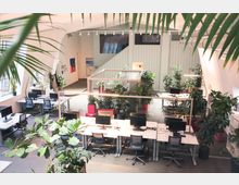 Offener Büroarbeitsbereich mit mehreren Schreibtischen, Computern und Bürostühlen, umgeben von zahlreichen großen Zimmerpflanzen. Die helle Umgebung weist hohe Decken, Fenster an den Seitenwänden und modernes Design auf.