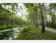 Ein Waldweg verläuft parallel zu einem schmalen, von Pflanzen und Algen bedeckten Bach. Auf der rechten Seite des Weges stehen zahlreiche Birken, während dichte grüne Vegetation den Bach umgibt.