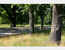 Grüne Parklandschaft mit großen alten Bäumen im Vordergrund, einer Wiese mit hohem Gras und einem schmalen gepflasterten Weg zwischen den Bäumen. Der Hintergrund zeigt weitere Bäume und dichtes Grün.