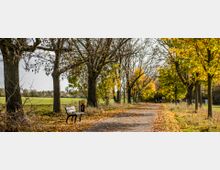 Weg in ländlicher Umgebung, gesäumt von kahlen und teils gelb belaubten Bäumen, mit einer Bank und einem Mülleimer im Vordergrund. Links weite Wiesenlandschaft, rechts eine von Bäumen gesäumte Allee im Herbst.
