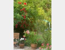 Ein Garten mit üppig blühenden roten und rosa Rosen, umgeben von grünen Büschen und Pflanzen. Im Vordergrund stehen Terrakotta-Töpfe mit Blumen und ein Holzstuhl auf einer Terrasse.