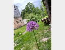 Nahaufnahme einer lilafarbenen Blüte auf einem langen Stiel in einem Garten. Im Hintergrund sind grüne Wiesen, Bäume, ein Backsteingebäude und ein Holztisch zu sehen.