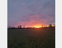 Wiese mit kurzem Gras im Vordergrund, dahinter eine Baumreihe und ein farbenfroher Sonnenuntergang mit rosa, lila und orangefarbenen Wolken am Himmel.