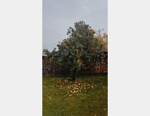 Ein einzelner Obstbaum mit gelben Früchten steht auf einer grünen Rasenfläche, umgeben von herabgefallenem Laub und Früchten. Im Hintergrund ist eine Mauer aus gestapeltem Holz sichtbar, darüber ein grauer Himmel.