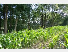 Maisfeld mit dicht wachsenden, grünen Pflanzen im Vordergrund; dahinter ein Wald mit hohen Bäumen, durch deren Laubwerk Sonnenlicht einfällt.