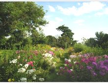 Ein Garten mit einem schmalen, grasbewachsenen Weg, gesäumt von bunten Blumen in Weiß, Rosa, Lila und Gelb. Im Hintergrund befinden sich große Bäume und ein klarer Himmel mit wenigen Wolken.