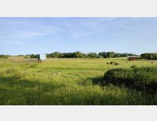 Weite, grüne Wiese mit vereinzelten Bäumen und Sträuchern im Hintergrund. Zwei kleine Holzhütten befinden sich auf der Wiese, umgeben von Tieren wie Schafen und Enten.