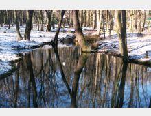 Ein Wald mit einem ruhigen Bach, der von schneebedeckten Ufern und kahlen Bäumen umgeben ist. Die Bäume spiegeln sich klar im Wasser, während die Winterlandschaft eine ruhige Atmosphäre schafft.
