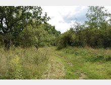 Waldweg mit dicht bewachsenen Bäumen und Sträuchern auf beiden Seiten sowie hohem Gras entlang des Pfades. Der Himmel ist teilweise bewölkt und die Umgebung wirkt naturbelassen.