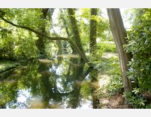 Waldlandschaft mit einem ruhigen, schmalen Fluss, der von dichtem, grünem Laub und mit Efeu bewachsenen Bäumen umgeben ist. Das Wasser spiegelt die Vegetation wider, und am Ufer wachsen Sträucher und kleinere Pflanzen.