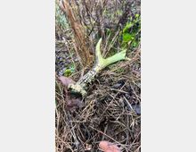 Nahaufnahme eines abgeworfenen Geweihstücks, das auf trockenem Gras und Laub am Waldboden liegt. Im Hintergrund sind vertrocknete Pflanzen und Moose zu sehen.