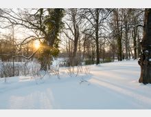 Schneebedeckte Parklandschaft mit hohen, blattlosen Bäumen, von denen einige mit Efeu bewachsen sind. Die tiefstehende Sonne scheint zwischen den Bäumen hindurch und wirft lange Schatten auf den Schnee.