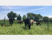 Pferde, ein Esel und ein Huhn weiden auf einer grünen Wiese mit blühenden Wildblumen, umgeben von einem Zaun. Im Hintergrund stehen mehrere Bäume unter einem blauen Himmel.