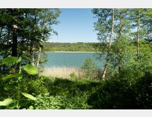 Blick auf einen See, umgeben von Schilf und dichtem Wald mit grünen Bäumen im Vordergrund und am Ufer; darüber blauer Himmel.