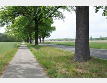 Ländliche Straße mit angrenzendem Rad- und Fußweg, gesäumt von hohen Bäumen. Im Hintergrund sind Felder und vereinzelte Häuser am Horizont zu sehen.