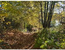 Waldweg im Herbst mit herabgefallenem Laub bedeckt, umgeben von Bäumen mit gelb-grünen Blättern. Im Hintergrund sind Lichtungen und ein glitzernder See zu erkennen.