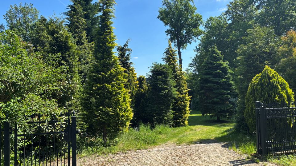 Einfahrt zu einem parkähnlichen Garten mit Kopfsteinpflasterweg und geöffneten schwarzen Metalltoren, umgeben von hohen immergrünen Nadelbäumen und dichtem Laub. Im Hintergrund führt eine gepflegte Rasenfläche in einen von Bäumen gesäumten Bereich unter blauem Himmel.