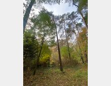 Waldszene mit hohen Bäumen, dichtem Unterholz und grünem Laub. Im Vordergrund ist eine kleine, verfallene Holzkonstruktion zu erkennen, umgeben von herbstlichem Gras und Blättern.