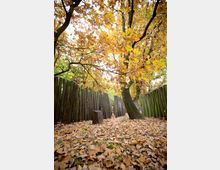 Holzbefestigung inmitten eines herbstlichen Waldes, umgeben von hohen Bäumen mit gelb-orangefarbenem Laub. Der Boden ist mit gefallenen Blättern bedeckt, und ein Baumstamm dient als Sitzgelegenheit.