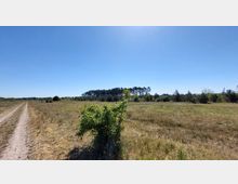 Eine weitläufige Wiesenlandschaft unter klarem, blauem Himmel mit einem schmalen, unbefestigten Weg links im Bild. Im Hintergrund befindet sich eine Baumreihe, während im Vordergrund einzelne Büsche und Gräser zu sehen sind.