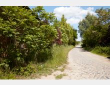Eine gepflasterte Landstraße führt durch eine ländliche Umgebung, gesäumt von dichtem Grün, Bäumen und Sträuchern. Links ist ein Ziegelgebäude teilweise von Vegetation verdeckt, während im Hintergrund blauer Himmel mit weißen Wolken zu sehen ist.