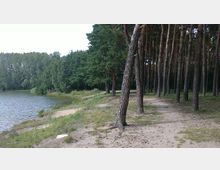 Ein Waldgebiet mit hohen Pinienbäumen, das an einen ruhigen See grenzt. Der Boden ist mit Sand und vereinzelten Grasflächen bedeckt, und ein schmaler Pfad verläuft entlang der Bäume.