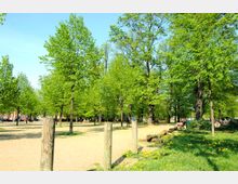 Grüne Parklandschaft mit zahlreichen Bäumen, einer offenen, sandigen Fläche und Holzpfosten im Vordergrund. Im Hintergrund sind Bänke, eine Wiese mit Löwenzahn und vereinzelte Menschen zu sehen.