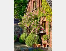 Backsteinfassade eines Hauses mit goldenen Fenstern, umrankt von Efeu und Kletterrosen. Im Vordergrund befinden sich Pflanzentöpfe mit verschiedenen Gewächsen und ein gepflegter Gartenbereich mit Steinboden.