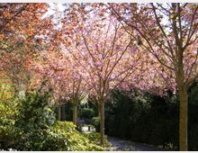 Ein Parkweg, gesäumt von blühenden Kirschbäumen mit rosafarbenen Blüten, umgeben von grünem und rötlichem Laubwerk, im Hintergrund Hecken und eine kleine Mauer.
