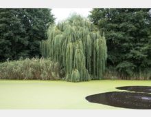 Uferbereich eines Teichs mit einer großen Trauerweide und dichtem Schilf vor einem Hintergrund aus hohen Laubbäumen. Die Wasseroberfläche ist überwiegend von grünem Entengrütze bedeckt, mit einigen offenen, dunklen Wasserstellen.