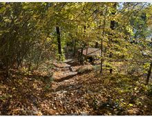 Waldweg im Herbst mit Laub bedecktem Boden, umgeben von Bäumen mit gelblich-grünem Laub. Im Hintergrund ist eine kleine, hölzerne Plattform oder ein Unterstand zwischen den Bäumen sichtbar.