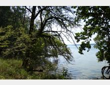 Waldgebiet am Ufer eines Sees mit überhängenden Bäumen, die Schatten auf das klare Wasser werfen. Im Vordergrund sind Gräser, Äste und ein Fahrradreifen sichtbar, der teilweise ins Bild ragt.