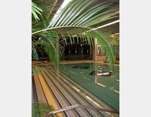 Hallenbad mit einem rechteckigen Pool, gefliestem Boden und Handläufen am Rand. Im Vordergrund befinden sich große, grüne Palmenblätter, während helle Deckenleuchten und Fenster im Hintergrund sichtbar sind.