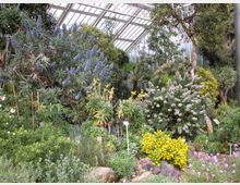 Ein botanisches Gewächshaus mit einer Vielfalt an Pflanzen, darunter blühende Sträucher mit gelben, weißen und violetten Blüten sowie größere Büsche mit blauen und weißen Blüten. Im Hintergrund sind Glaswände und das Dach des Gewächshauses sichtbar.