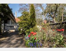 Vorgarten eines Wohnhauses mit Weg und Blumenbeeten, in denen rote Tulpen und blaue Traubenhyazinthen blühen. Im Hintergrund ist ein Haus mit rotem Ziegeldach sowie Bäume und eine Steinmauer zu sehen.