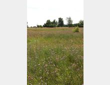 Weite Wiesenlandschaft mit hohem Gras und violetten Wildblumen, im Hintergrund eine Baumreihe unter hellem Himmel.