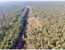 Luftaufnahme eines Waldes mit überwiegend dichten Nadelbäumen. Ein schmaler, unbefestigter Weg verläuft in gerader Linie durch den Wald, flankiert von teils gerodeten Flächen.