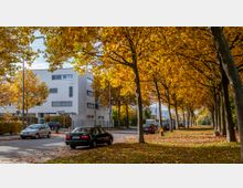 Straßenszene in einer Wohngegend im Herbst, mit gelb-orange leuchtenden Bäumen, die die Straße säumen. Auf der linken Seite stehen weiße, moderne Wohngebäude, während Autos am Straßenrand parken.