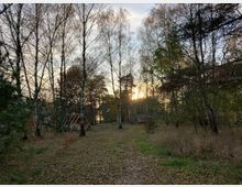 Waldstück mit kahlen Birken und vereinzeltem grünen Laub, im Hintergrund ein niedriger Holzunterstand und eine Holzhütte. Die untergehende Sonne scheint durch die Bäume, der Boden ist mit Laub bedeckt.