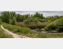 Ein naturbelassener Pfad führt entlang eines kleinen Teiches, umgeben von dichtem Schilf und grüner Vegetation. Im Hintergrund sind Bäume und vereinzelte Wohnhäuser mit Spitzdächern erkennbar.